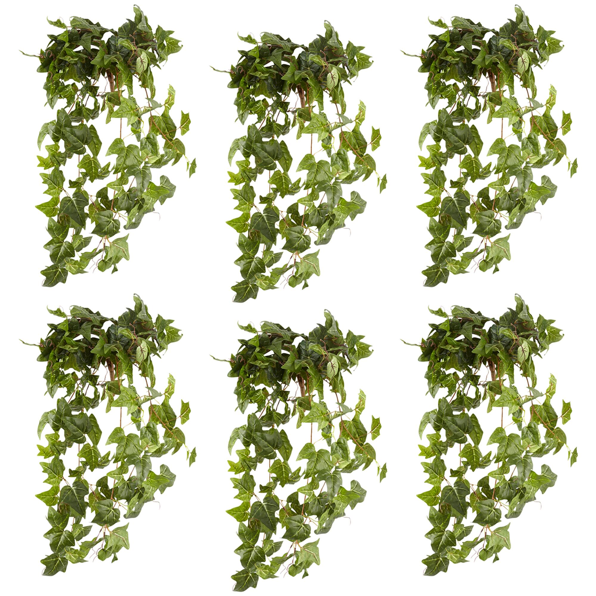 6 Pack: German Ivy Bush by Ashland®